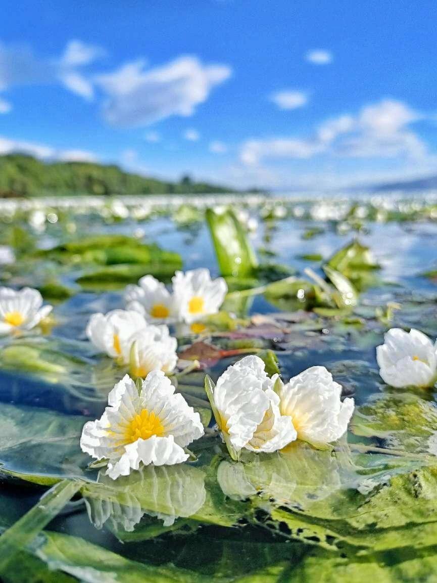 海菜花(拉丁学名:ottelia acuminata (gagnep) dan