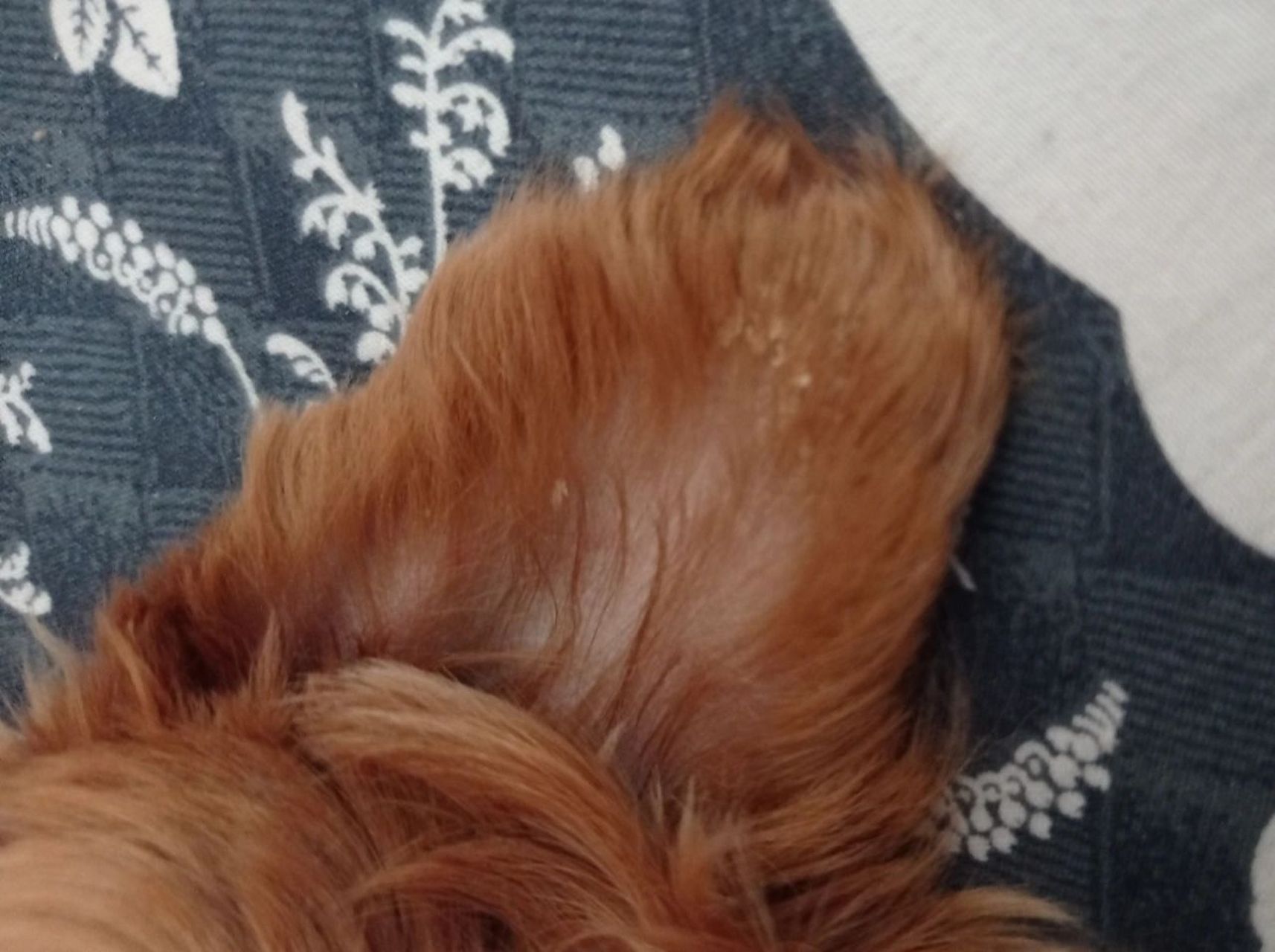 狗狗耳朵白色结痂  友友们,狗子耳朵上有很多白色结痂,用什么药会好呀