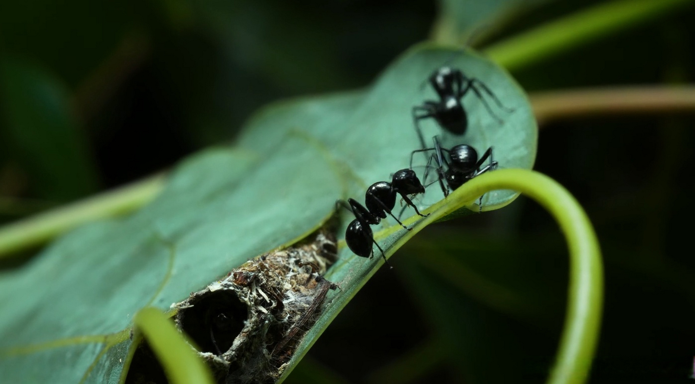 僵尸蚂蚁图片时代图片
