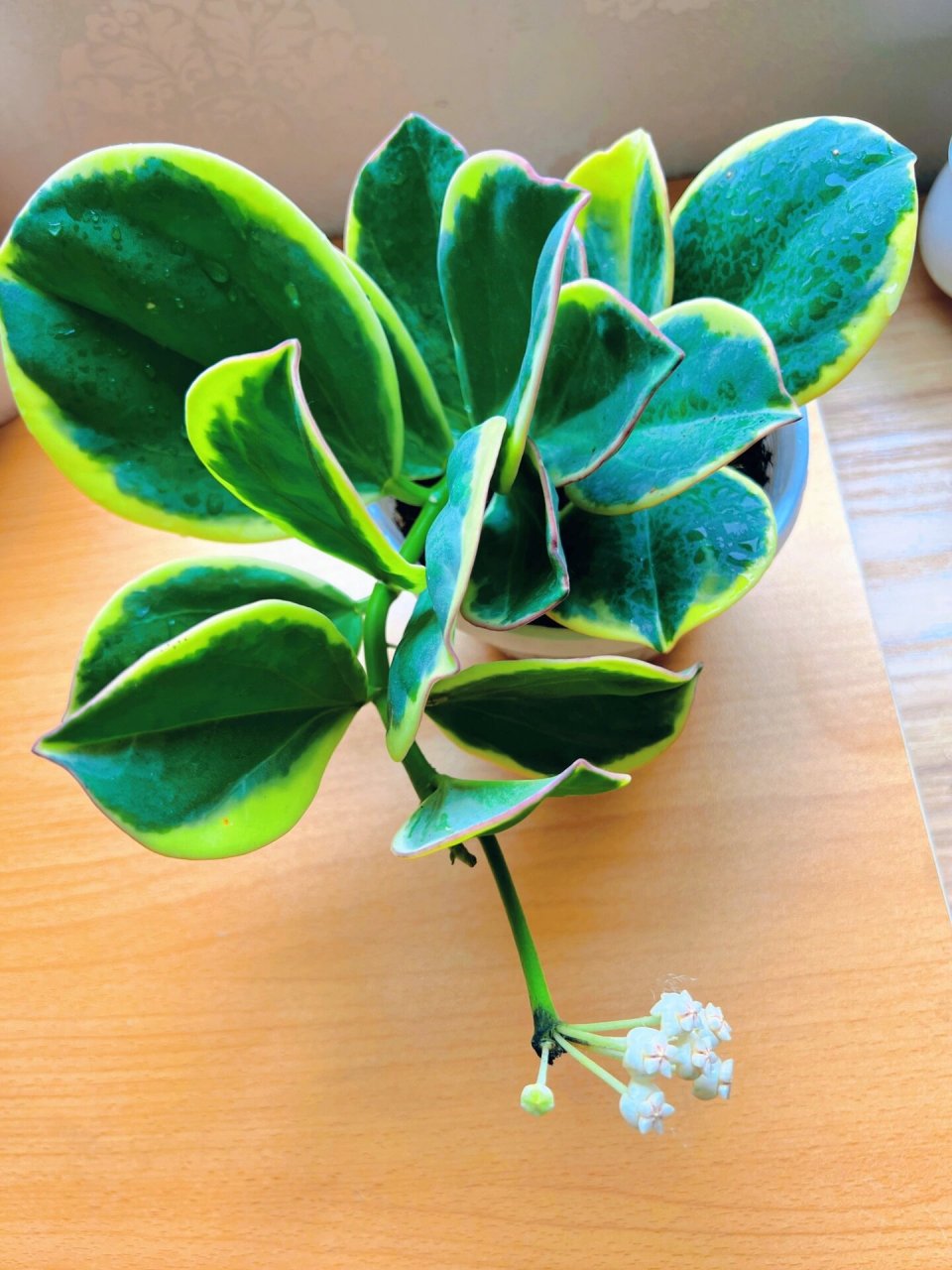 球兰坑填不满之黄金粗蔓球兰剁手 前几天在网上买的黄金粗蔓球兰终于