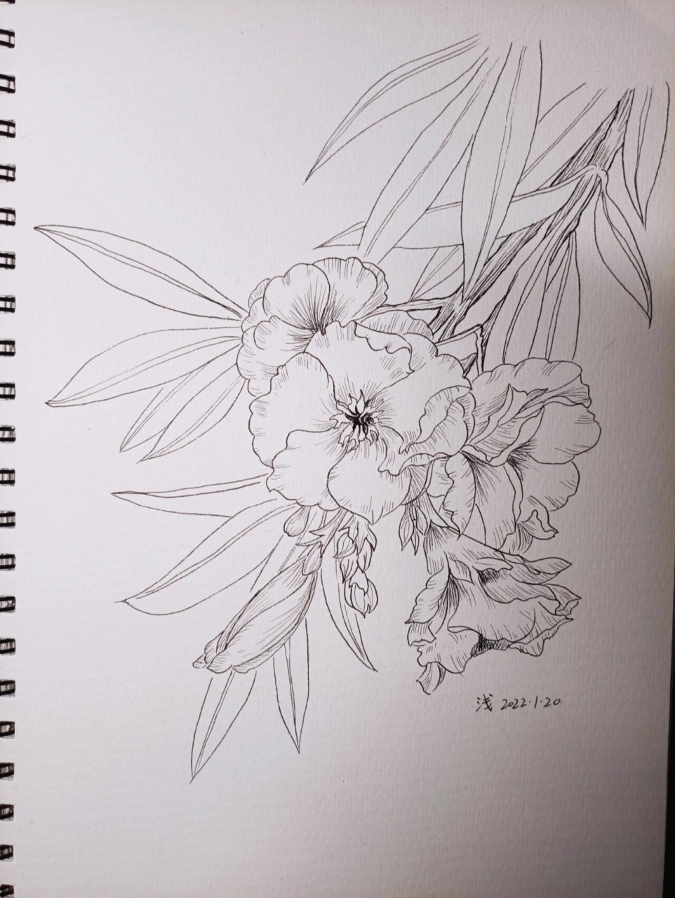 线描 临摹 夹竹桃94(带过程图) #针管笔手绘# #针管笔临摹# #针管笔