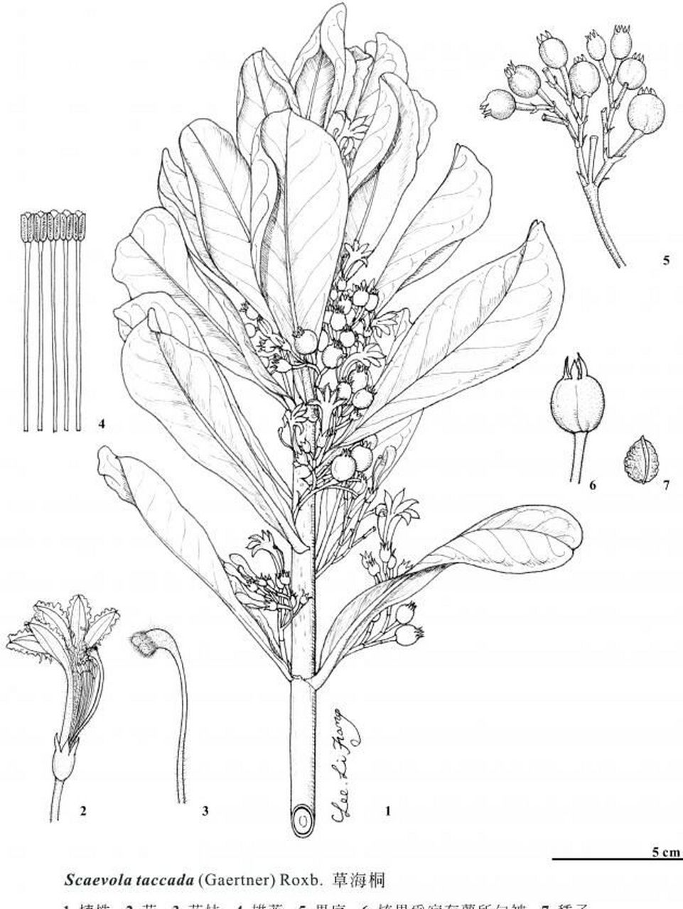 海桐植物图例图片