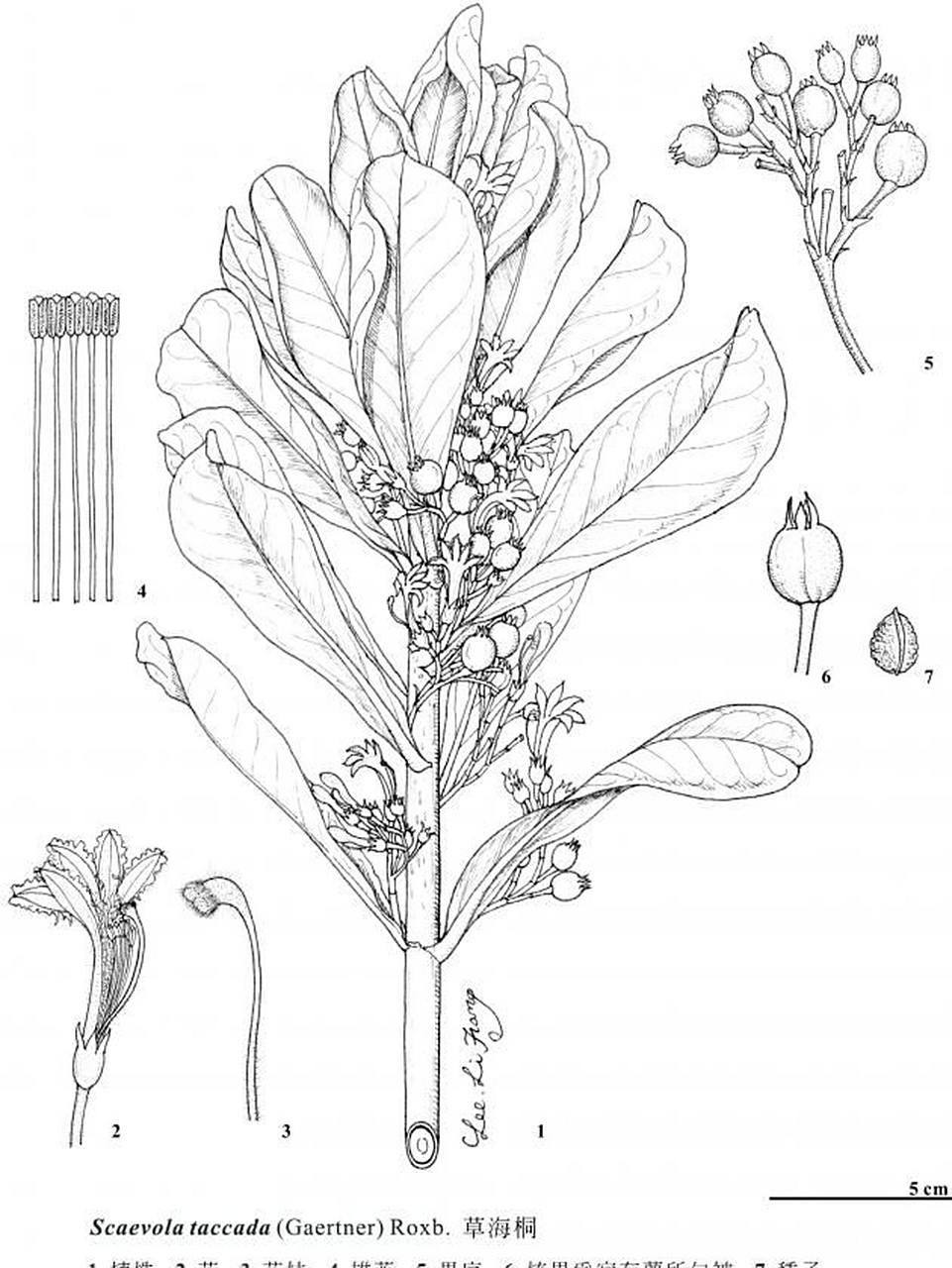 认认植物--海桐 海桐(学名:pittosporum tobira) 【别名】:海桐花