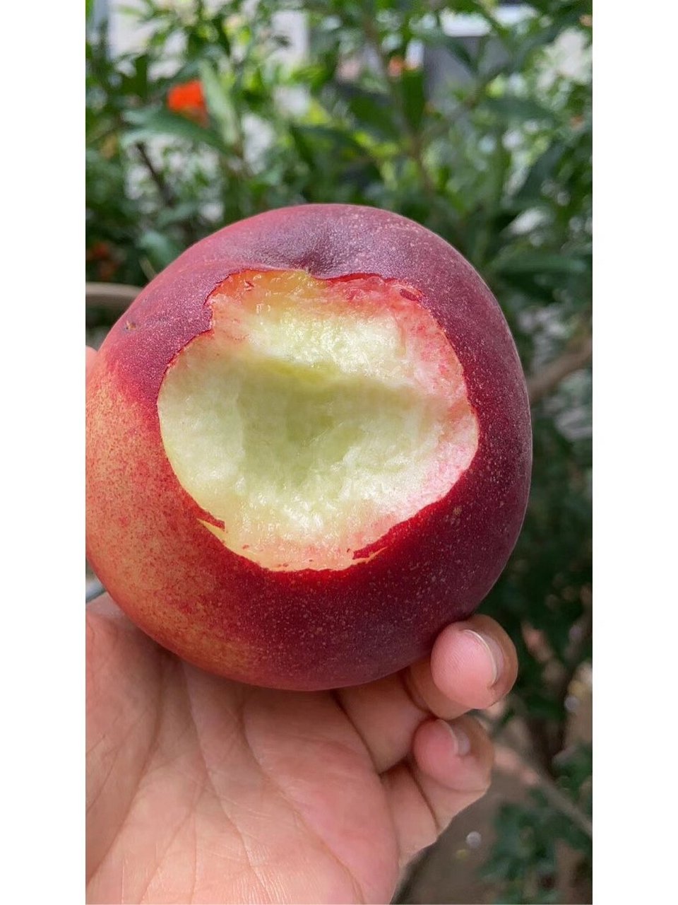 沂蒙山99露天突围水蜜桃99 突围水蜜桃当前国内最甜和口感最好的