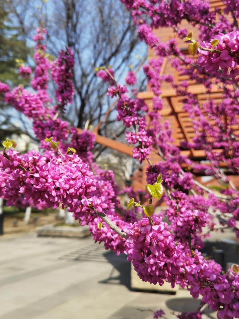 花海里的城阳(新天地广场)