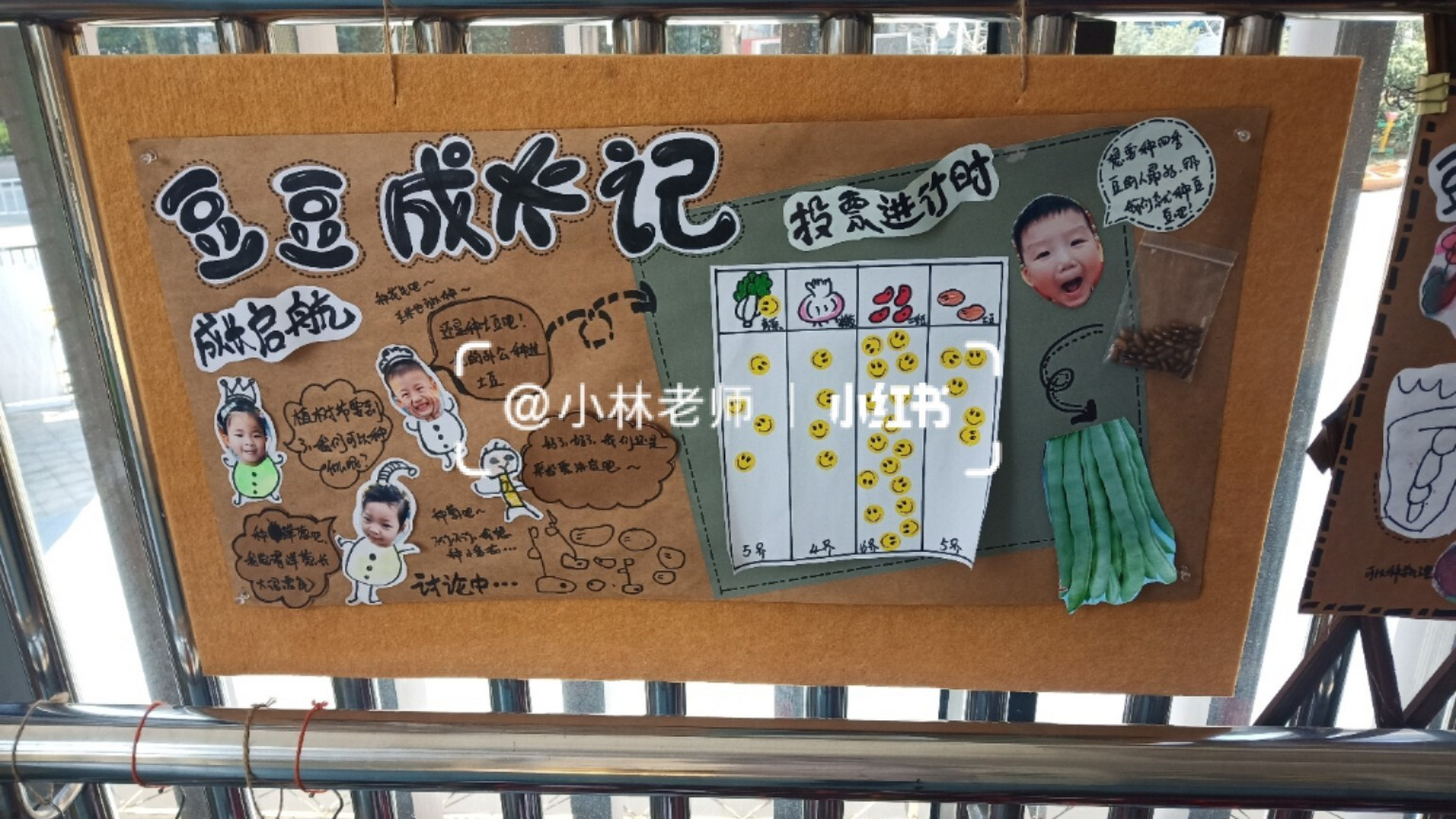 新学期我们植物角播种了新的种子——红花菜豆.