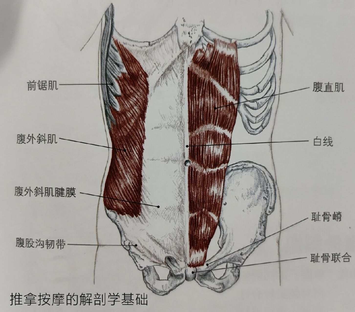 腹部肌肉分层解剖图图片