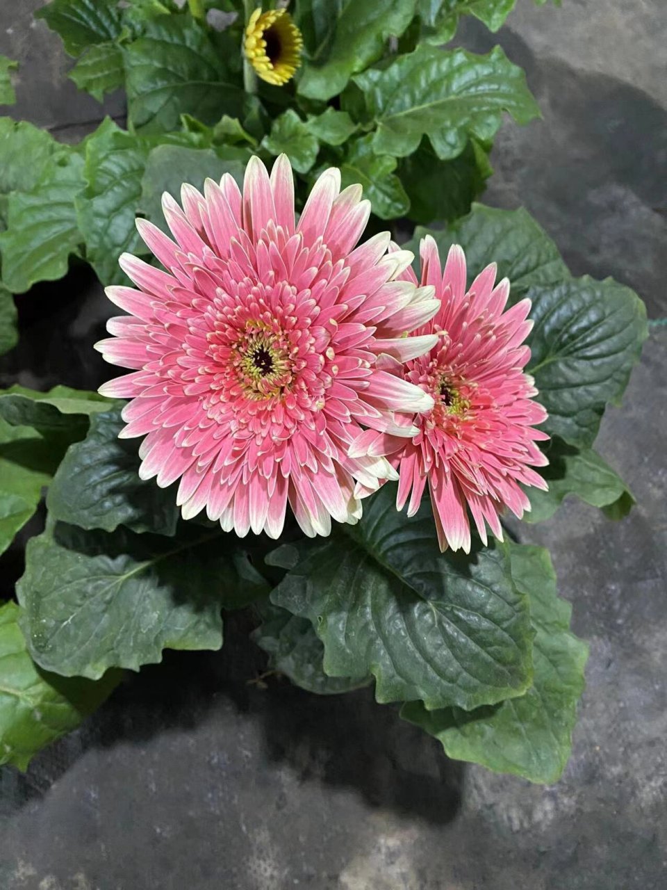 新手友好|非洲菊养护指南 建议收藏 8815习性 1.