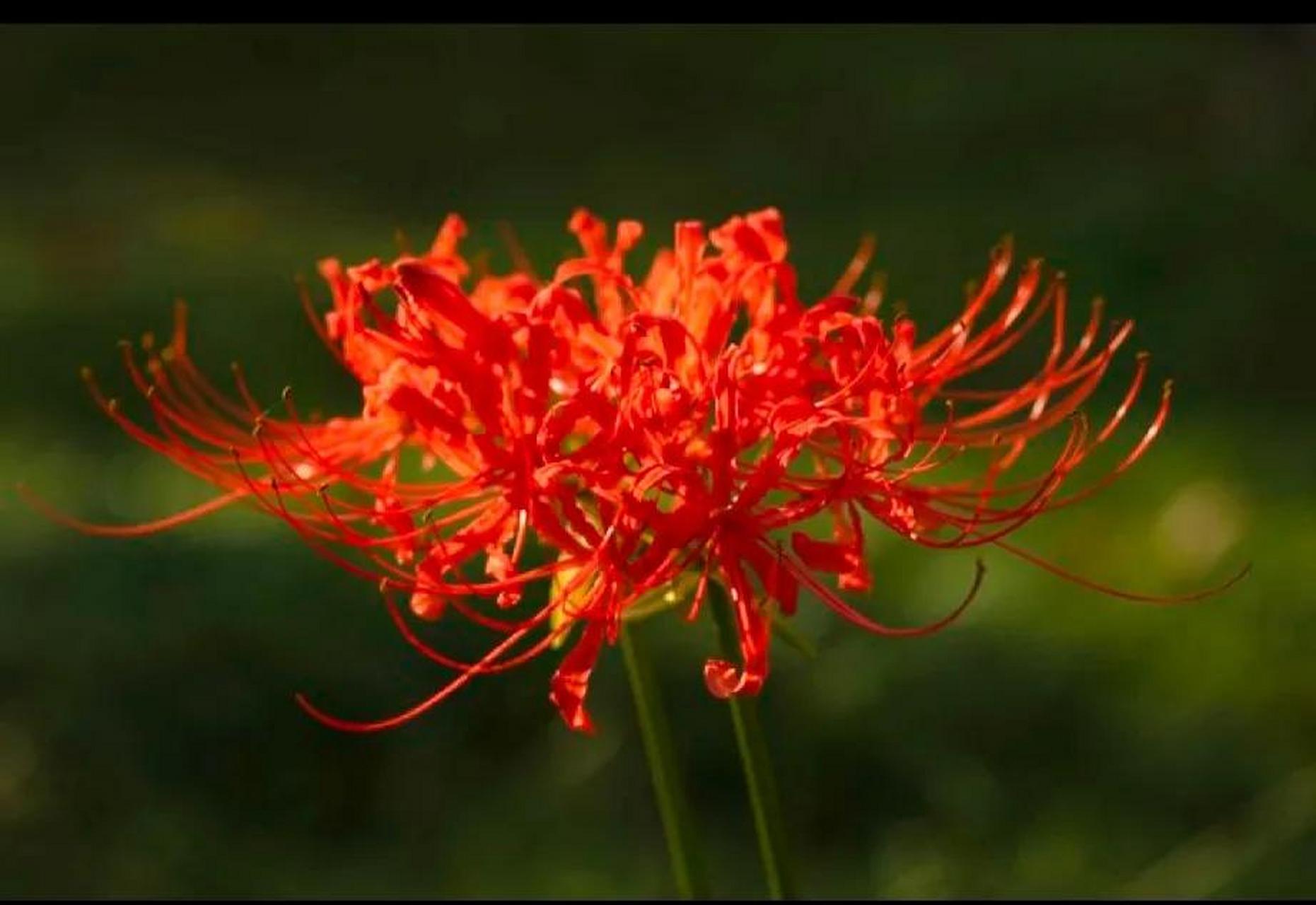 彼岸花,又称曼珠沙华,是佛教传说中的一种植物.