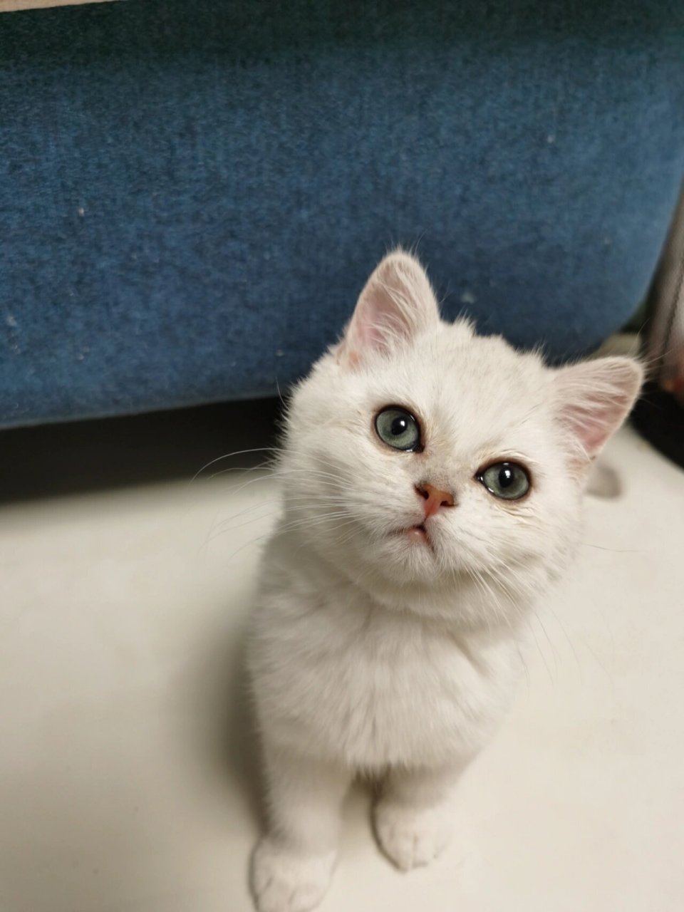 我的银渐层眼睛竟然变色了?为什么?