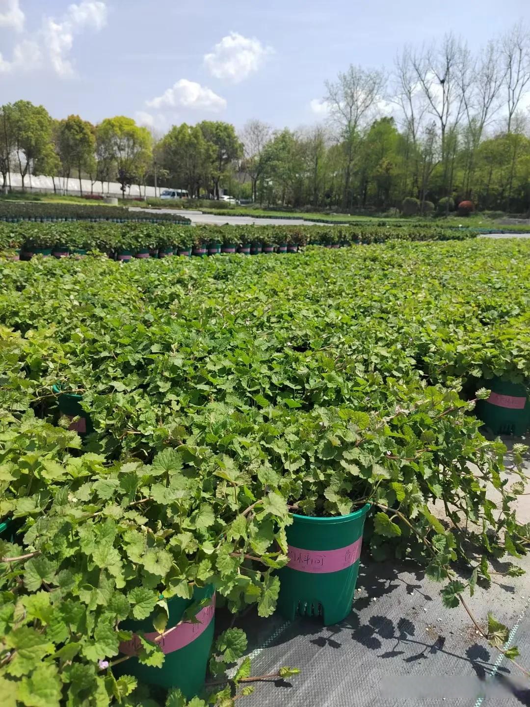 青叶金钱薄荷观赏吊兰品种,叶片像个小扇子,枝条可以爬藤或者垂吊