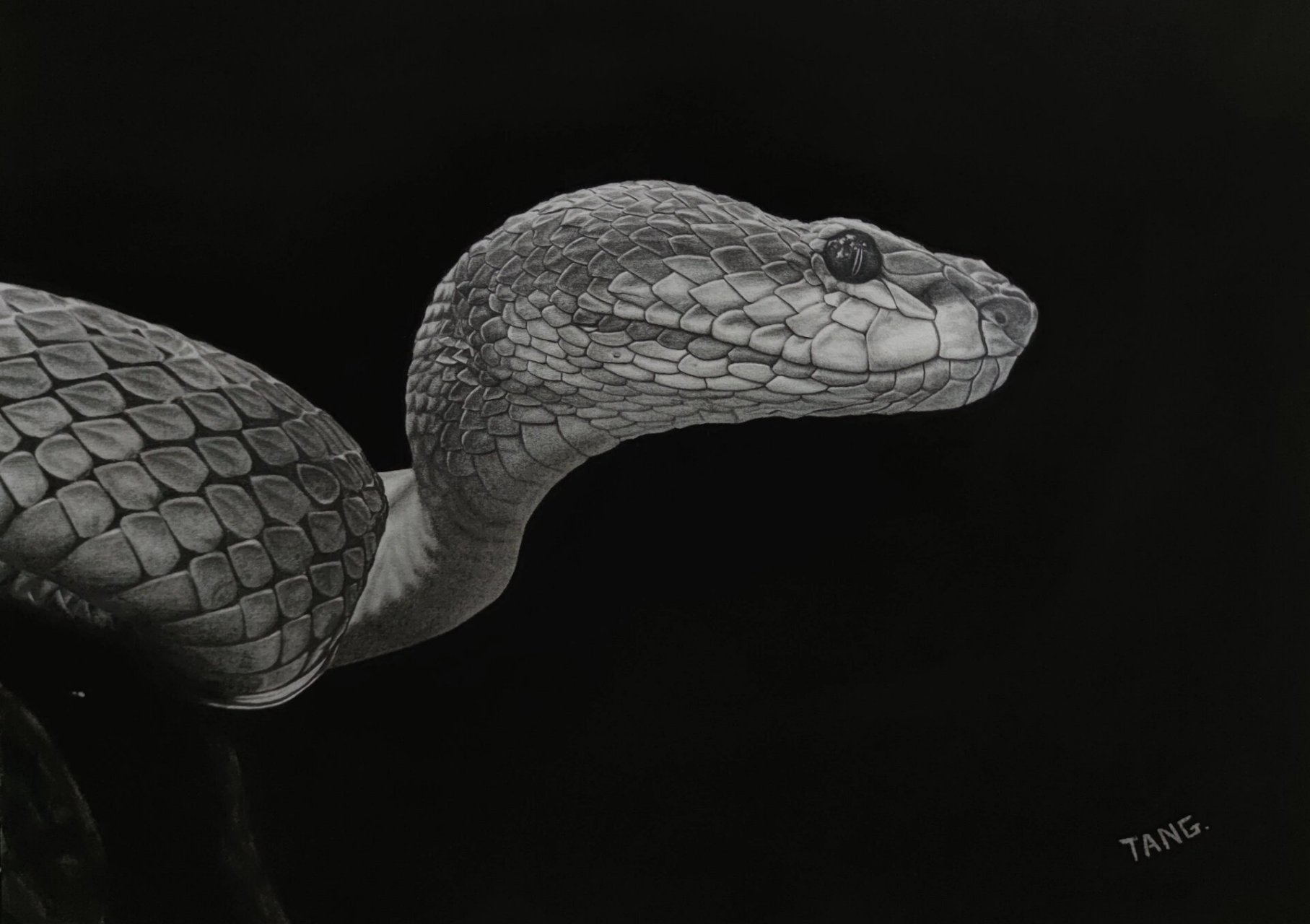 素描长期作业-蛇 我也曾经拥有过超乎想象的耐力