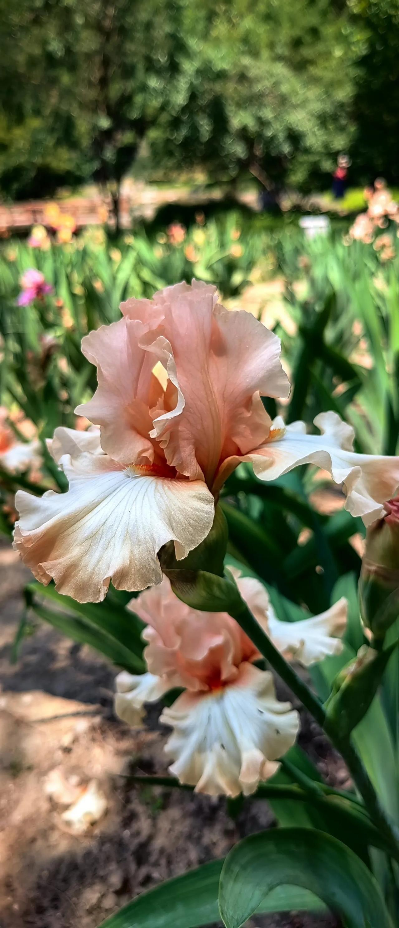 我的宝藏兴趣 5月25日拍摄于国家植物园宿根园的德国鸢尾花!