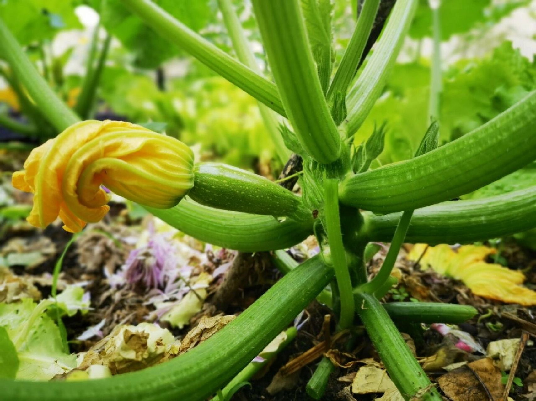 生长力惊人的西葫芦 种下才一个多月,西葫芦生长力惊人,第一批三根西