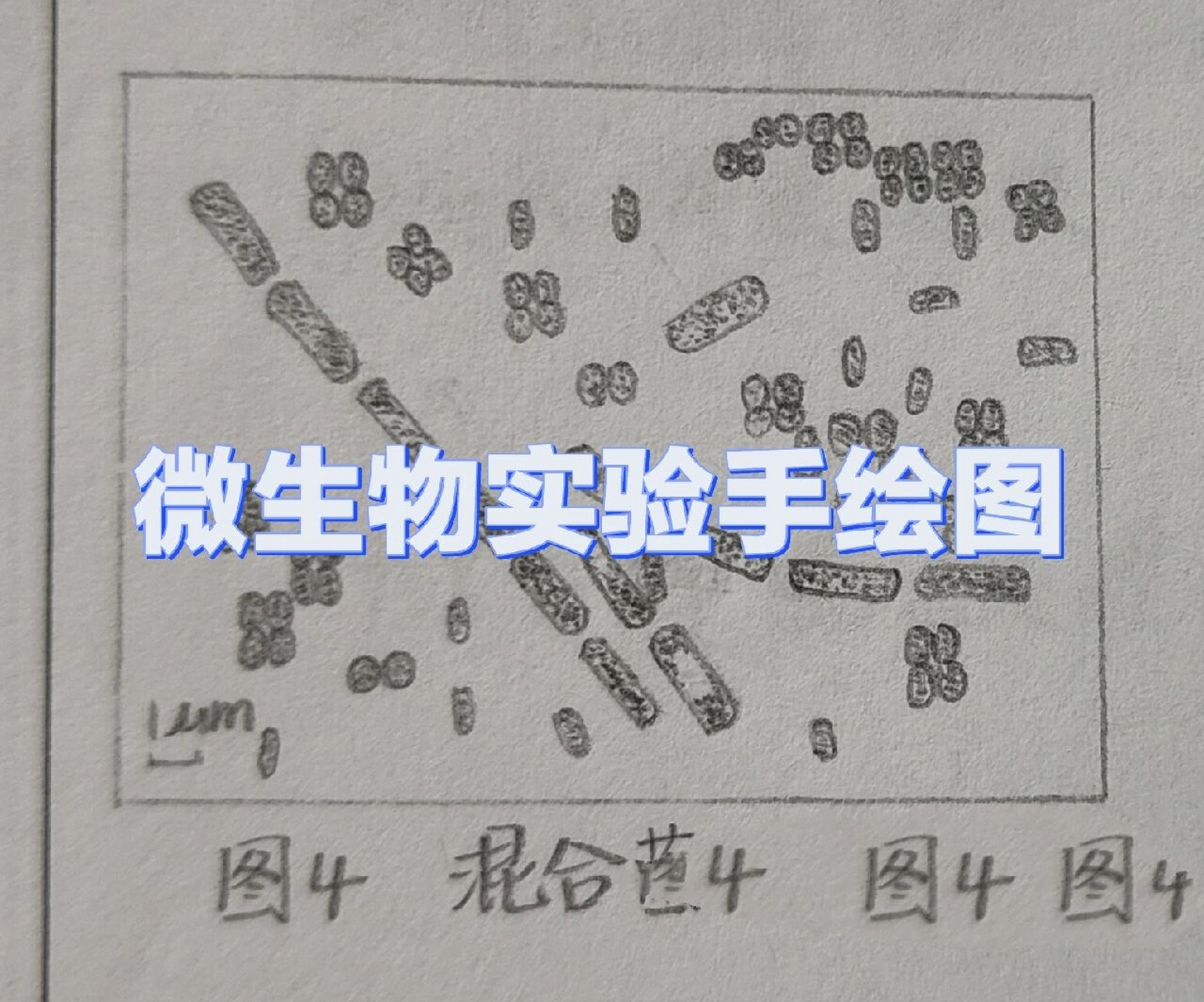 微生物手绘图——细菌的革兰氏染色 这是细菌的革兰氏染色实验报告