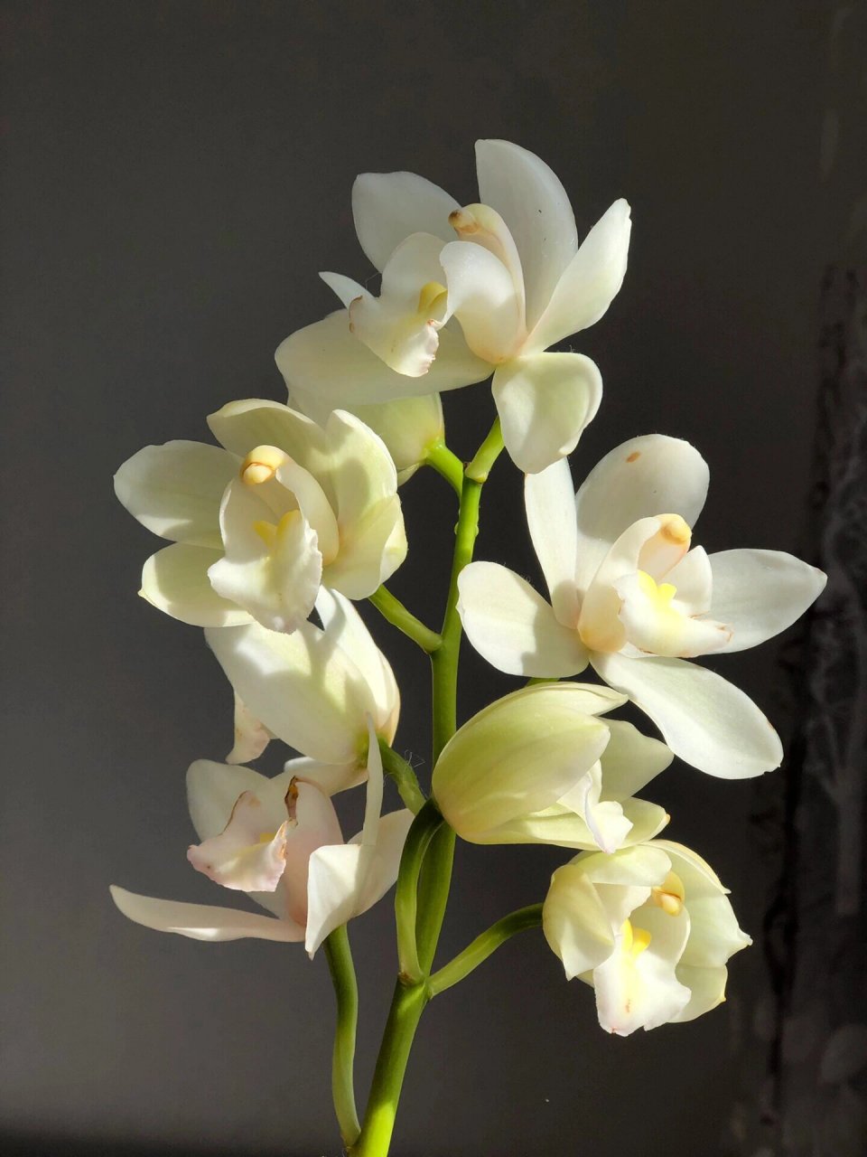 白玉香兰 	 兰花中的极品,婉约而高贵,自带清幽花香!