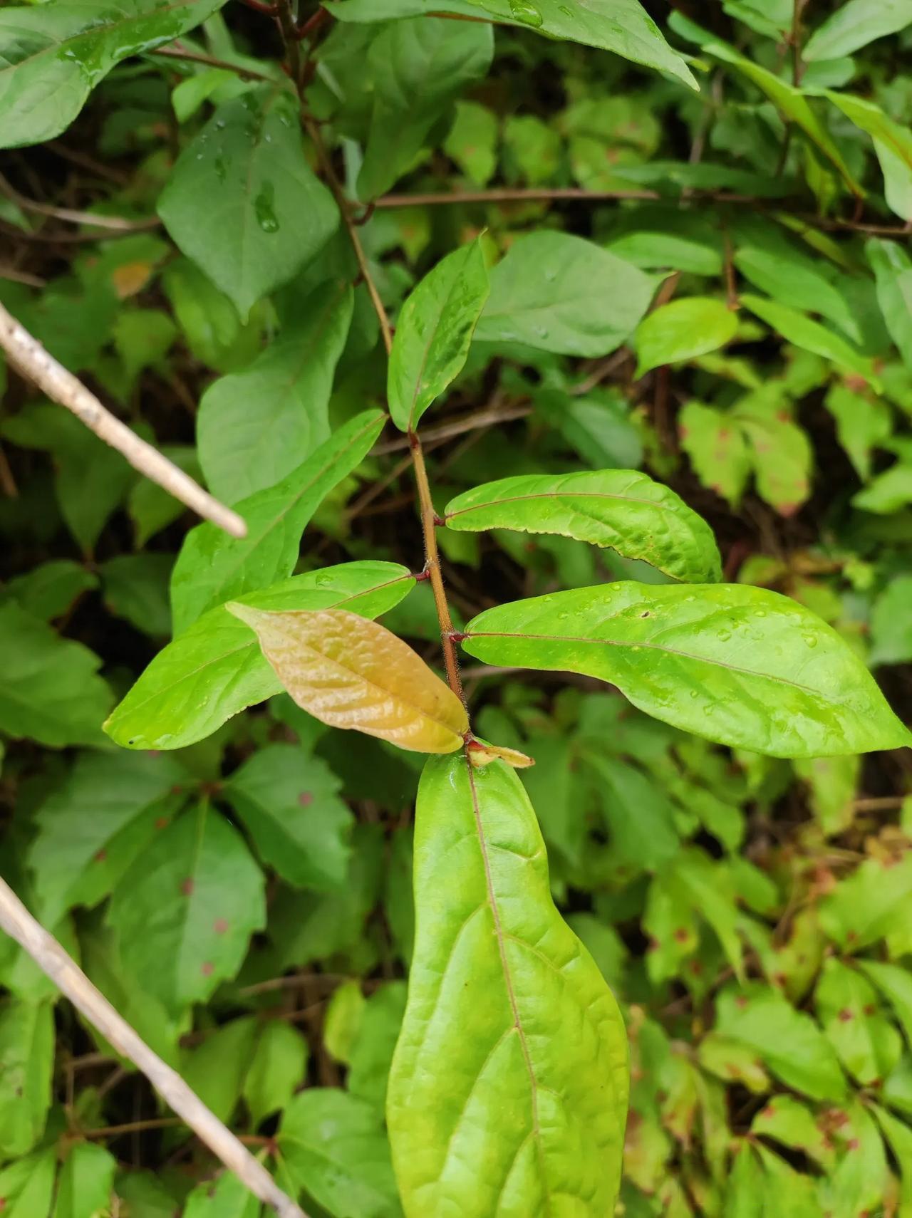 这种植物在我这里叫牛奶根