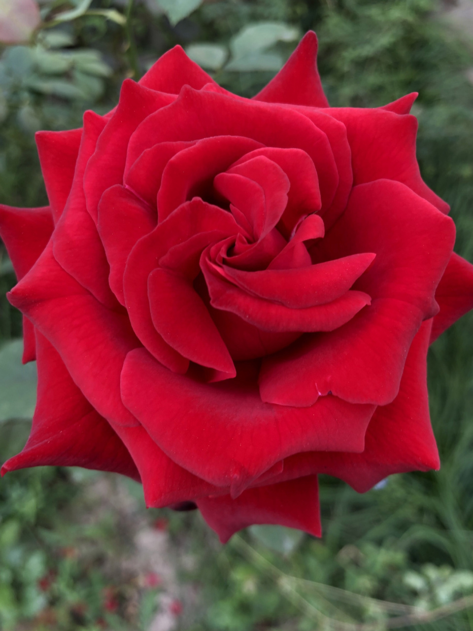 在我的n多品种之中,红色系月季也占了约四分之一.