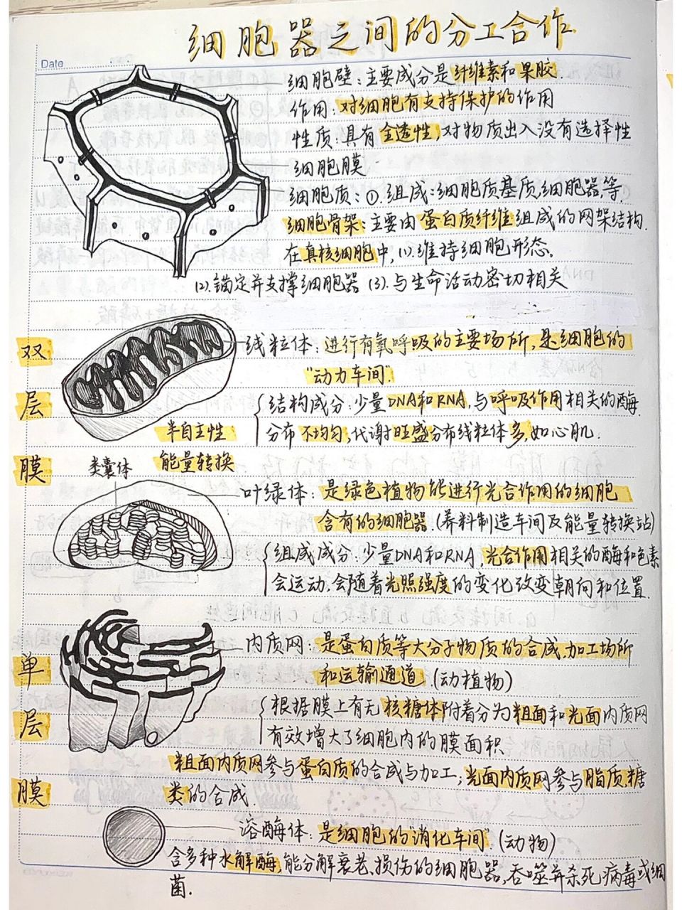 高中生物笔记整理手抄图片