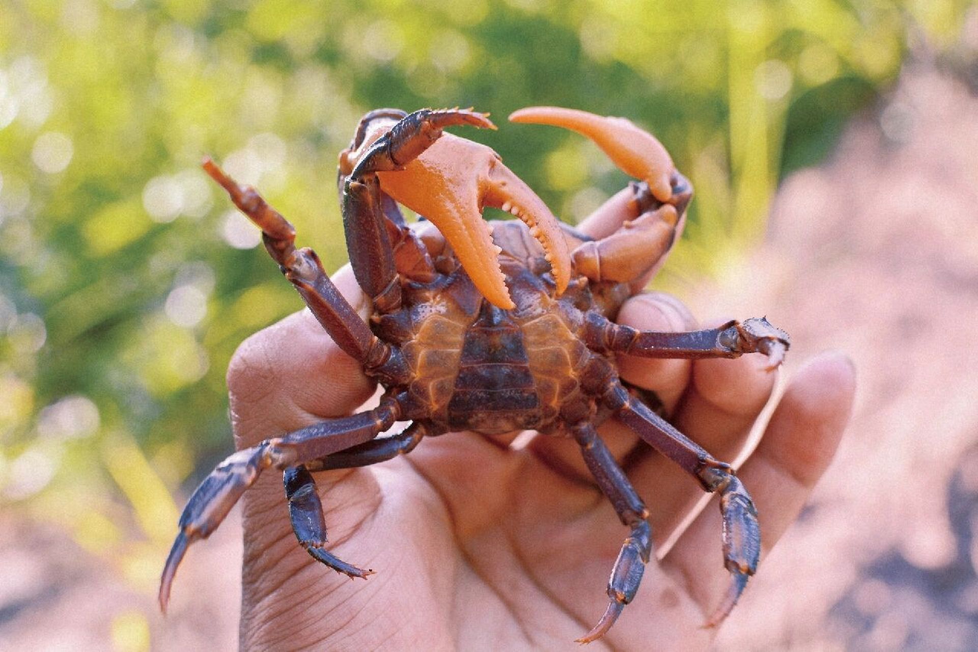 大山溪流里独特的石螃蟹91 想起小时候,阿公在大山里放着牛,而我就