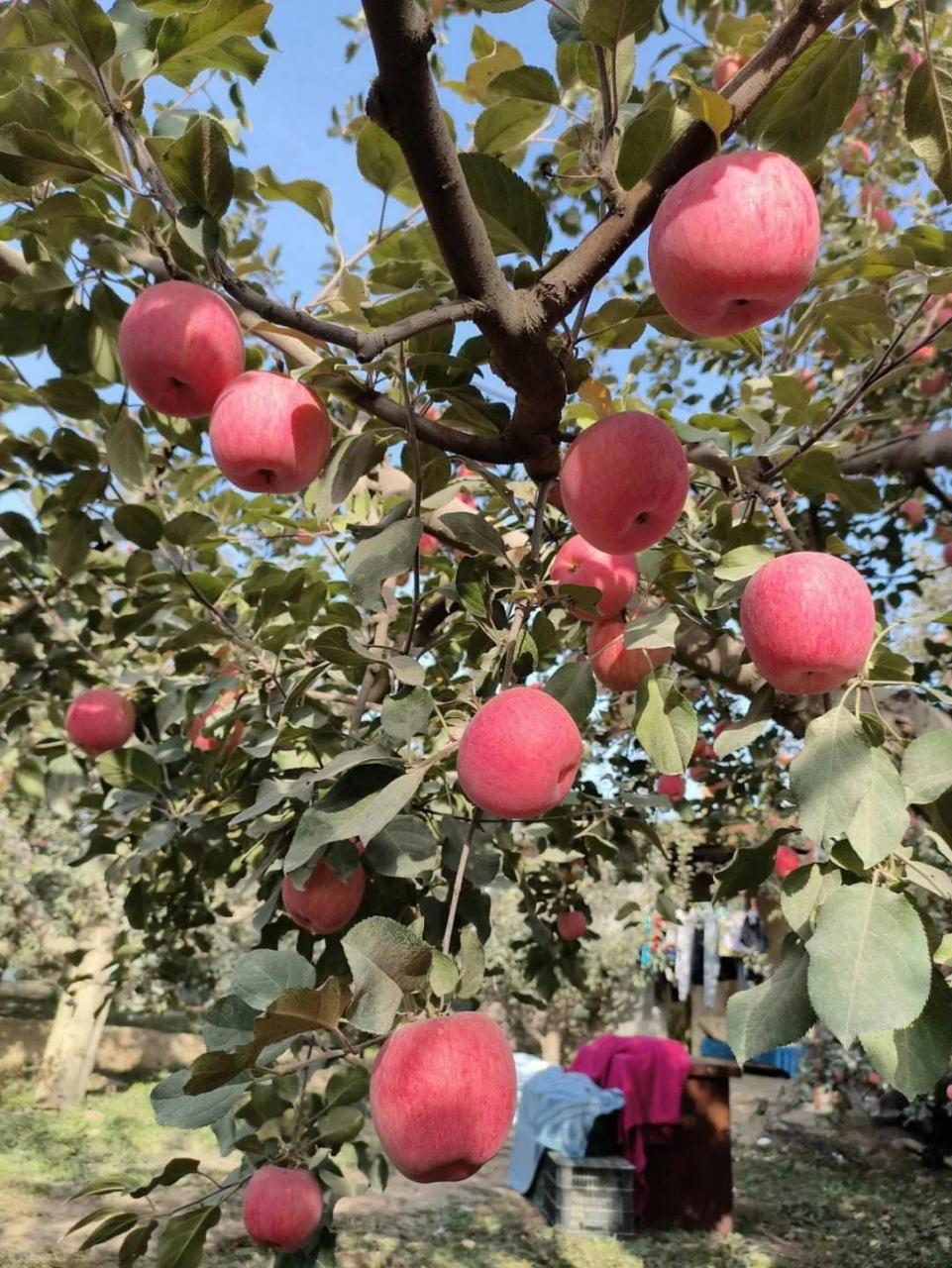 一周前,我刚从兰州旅游回到新疆阿克苏市红旗坡我家苹果园子.