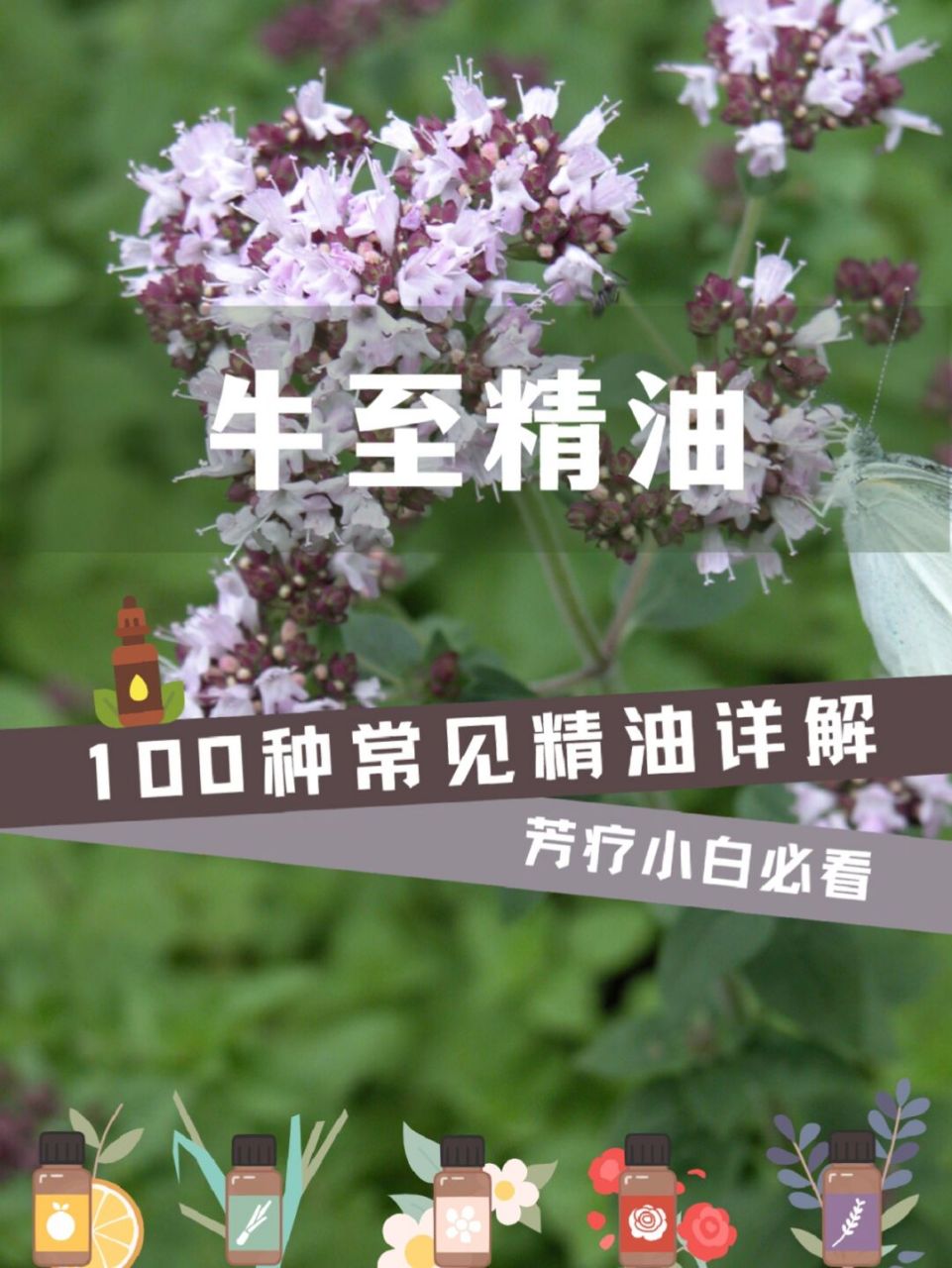 野马郁兰牛至精油,天然植物抗生素!