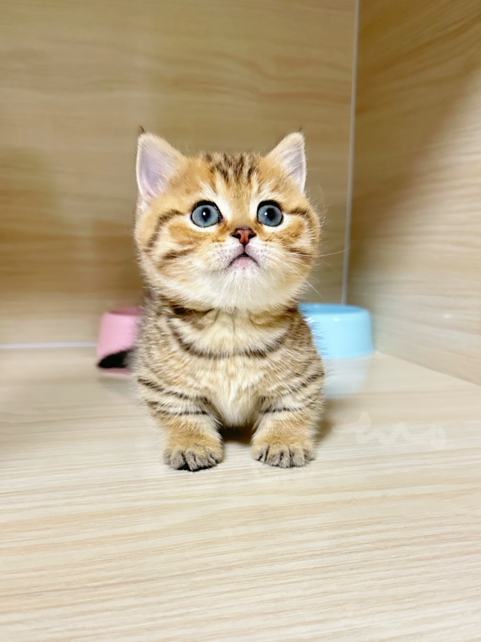 全幼儿园最可爱的小脑斧91 金虎斑矮脚猫