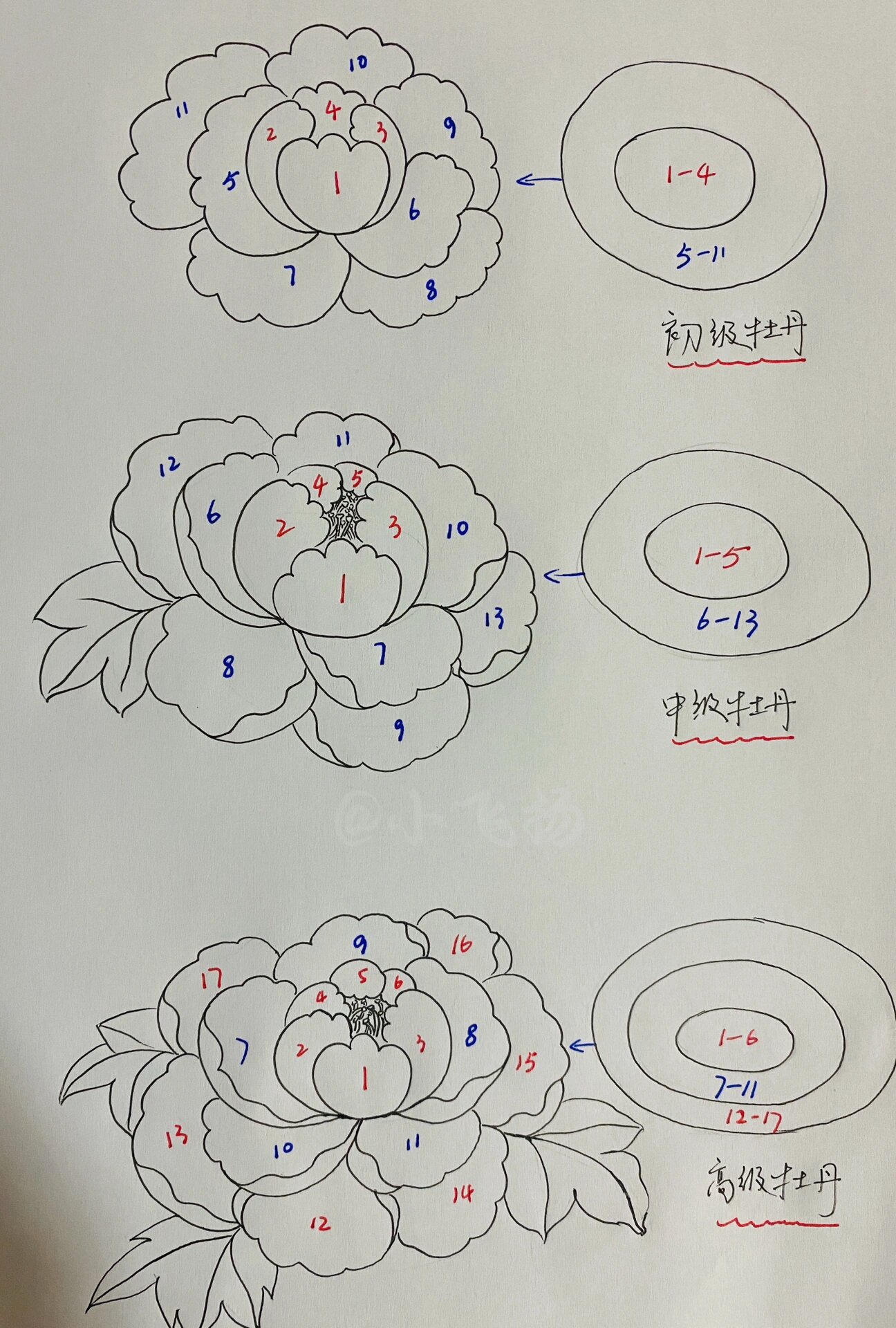 分享零基础也能轻松学会的牡丹花画法步骤