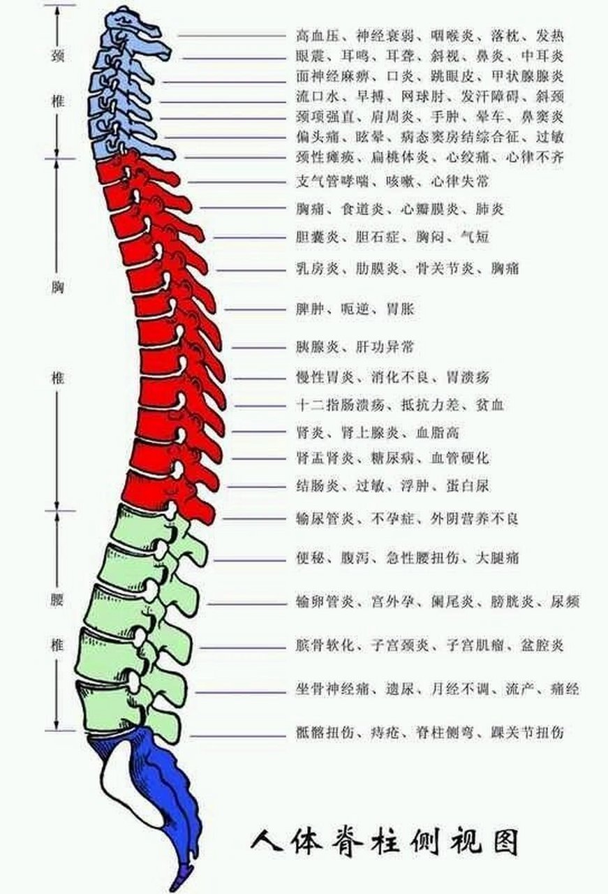 寰椎位置图图片