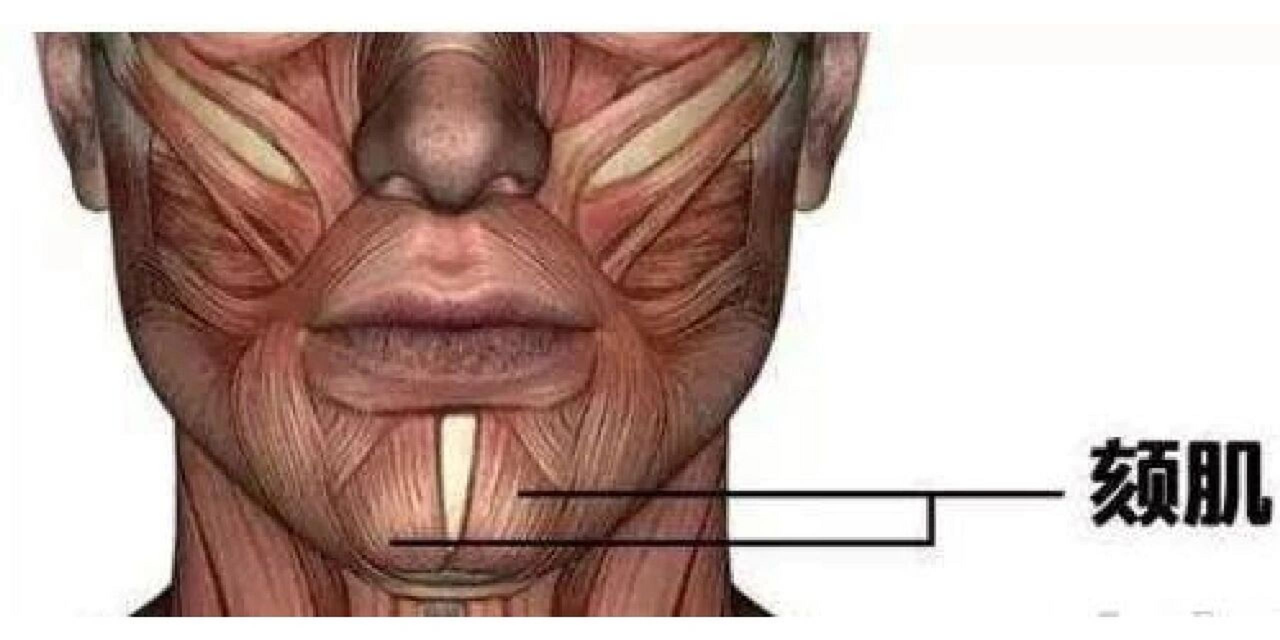 脸部肌肉图下垂图片