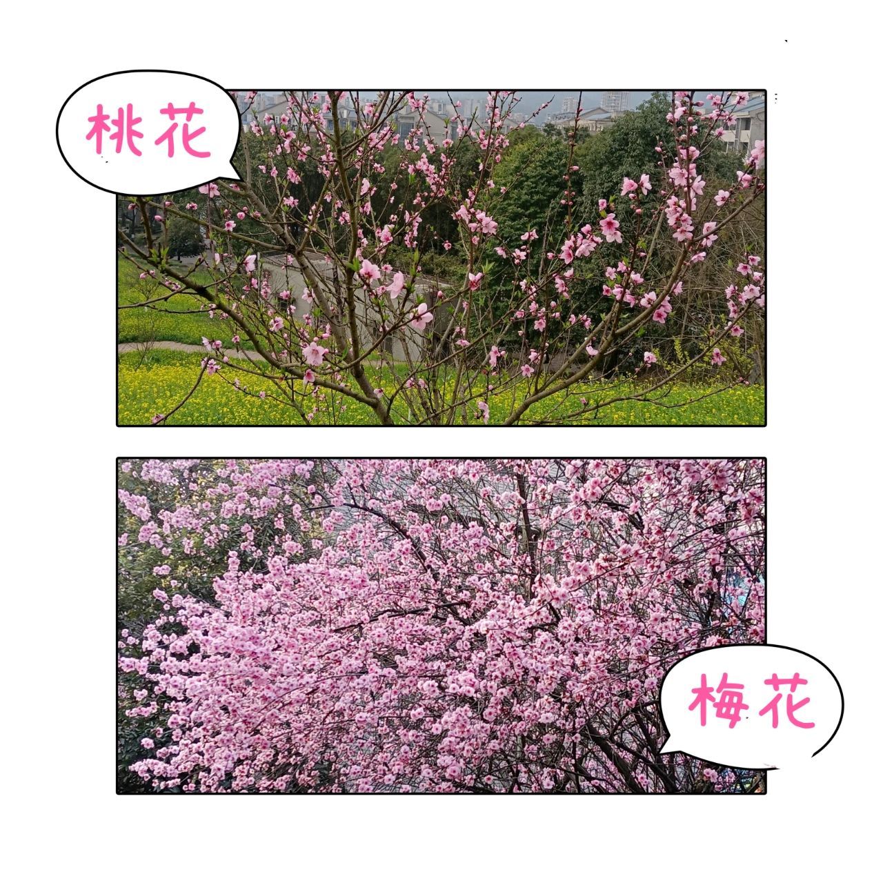 傻傻分不清的桃花和梅花,如何辨别 种属:梅花是蔷薇科杏属植物;桃花是