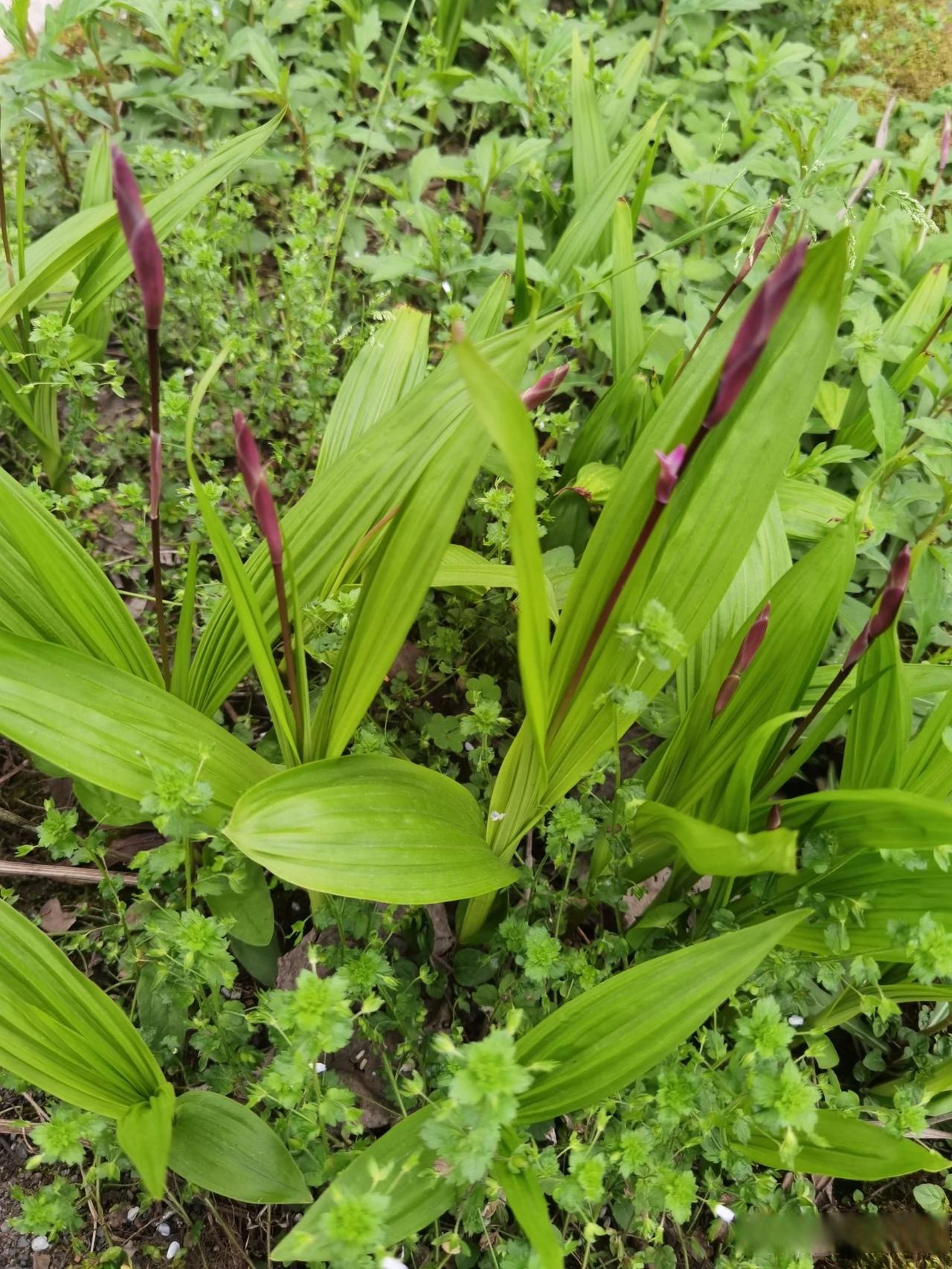 春日出游随手拍  白芨的花竟然如此娇艳!