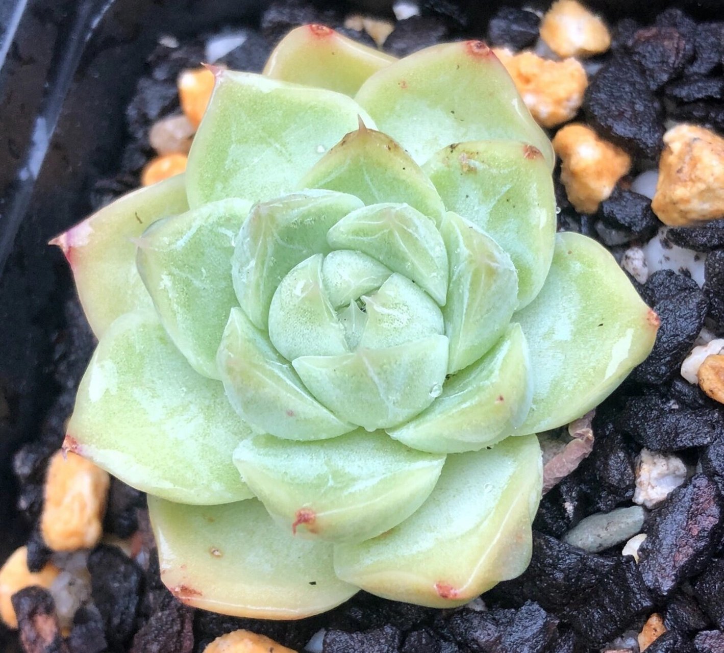 100颗麦杆就有100种不同的美06 多肉的魅力可能往往展现在个体的