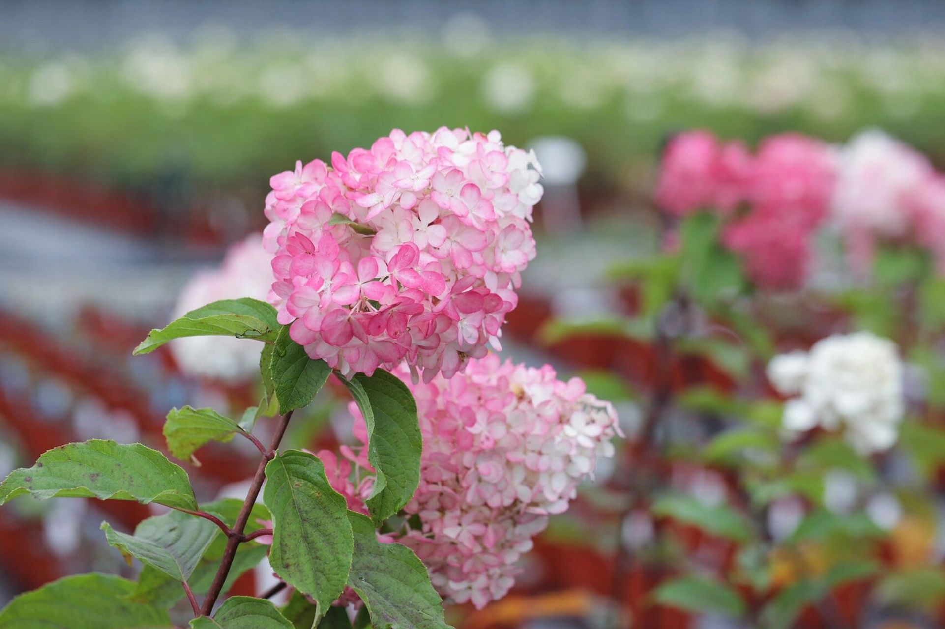 100年经典植物推荐|圆锥绣球香草草莓 有一次下班回家,路过打包棚,一