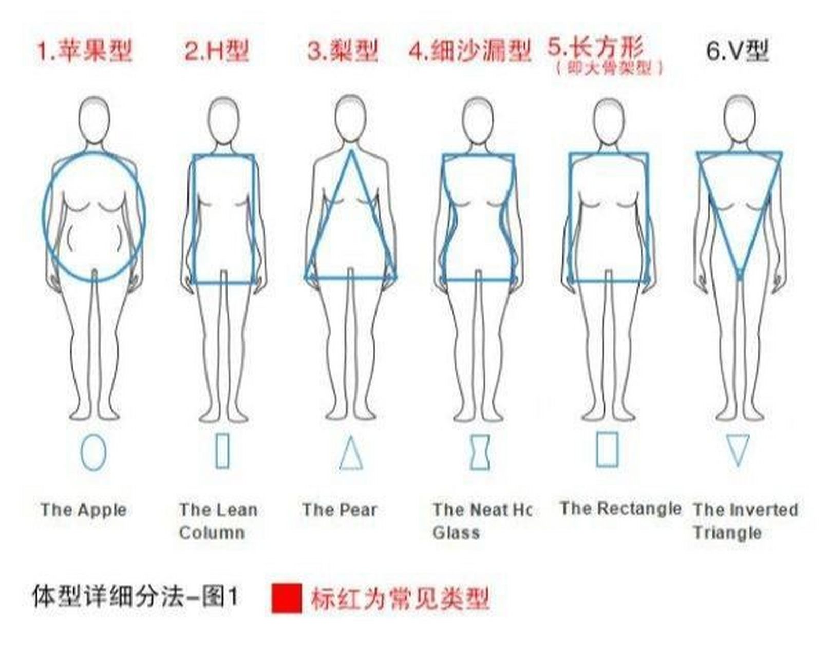 型02腰粗 臀小 腿相对长细=苹果型 苹果型是比较好判断的一种体型