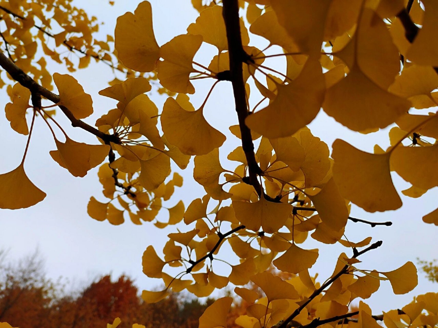 长春赏银杏: 裕华园 长春也可以看到银杏树啦 	 裕华园(原名: 御花园)