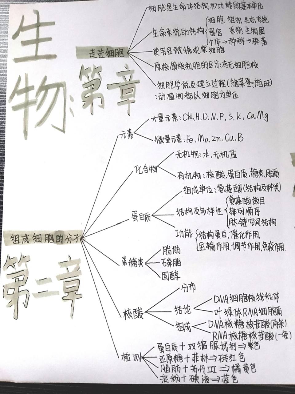 生物必修一知识点总结思维导图 寒假作业