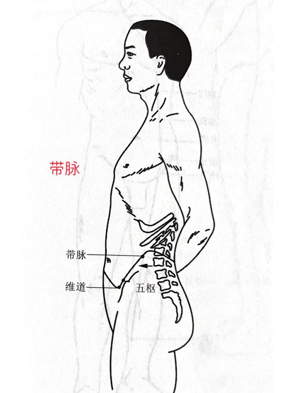 带脉循行路线图片图片