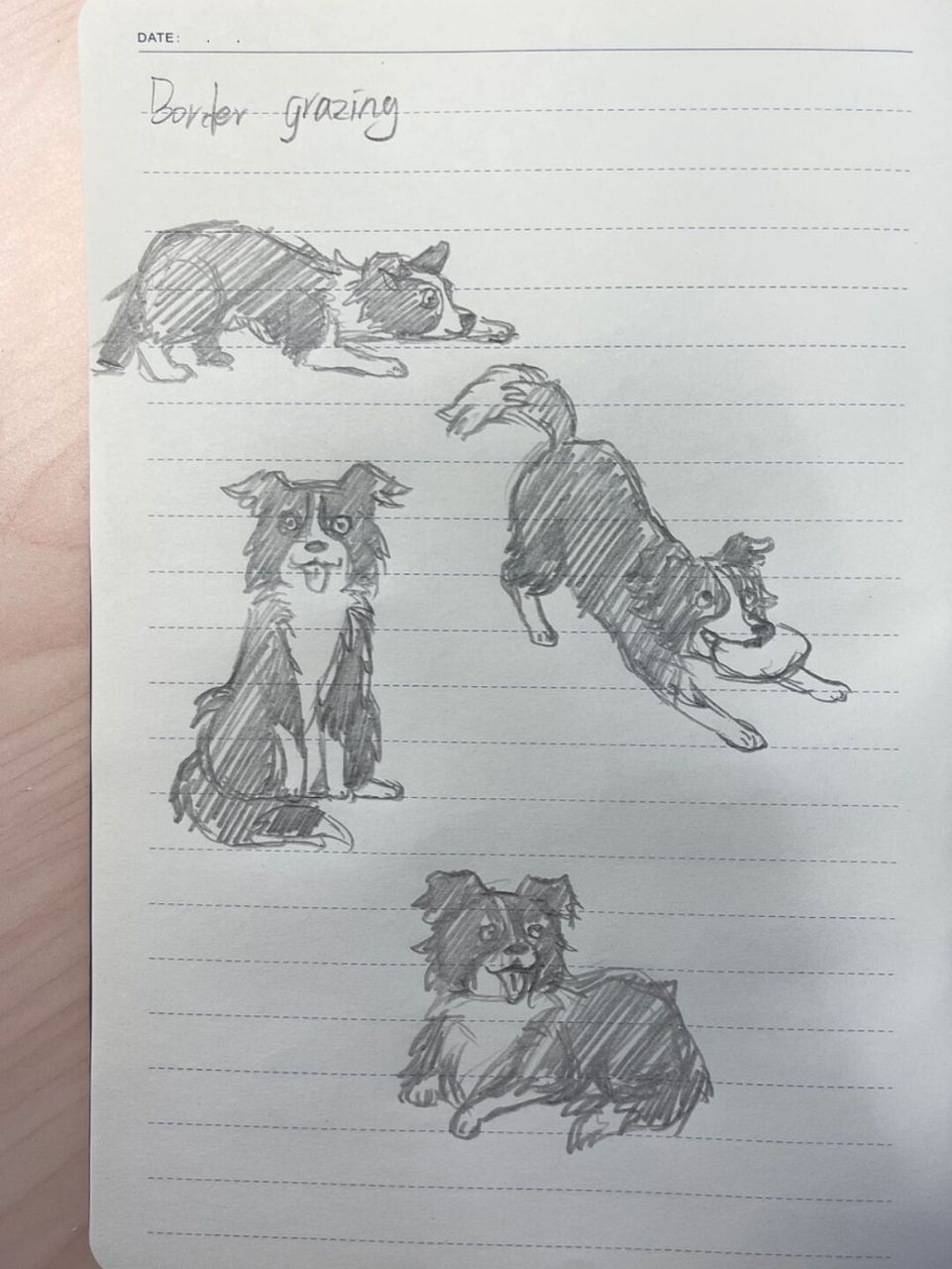 🐶狗狗简笔画100-22|边牧 狗狗简笔画第22弹,今天是边牧[期待] #简