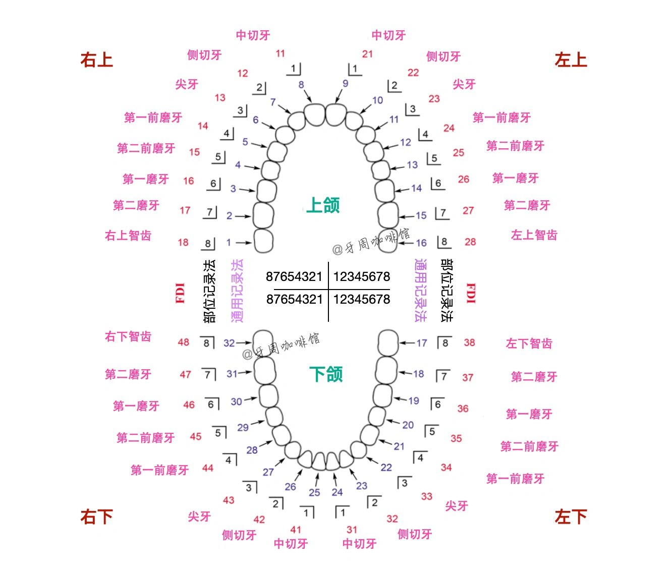 可能是最全的牙位标记图了 之前发了一个牙医的牙位标记图,很多小伙伴