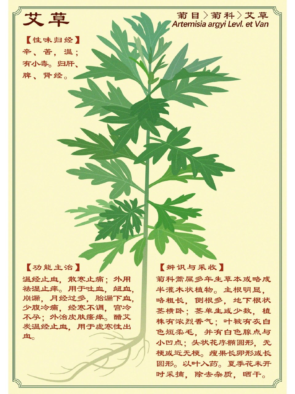 艾草的功效和作用药效图片