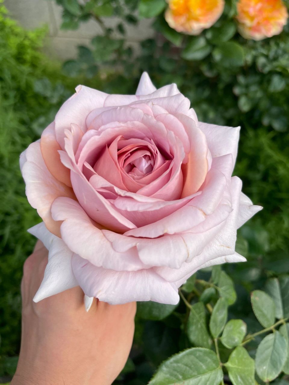 尼普荣耀月季全天各时段实拍 手机直出 今年最爱没有之一 完美的巨花