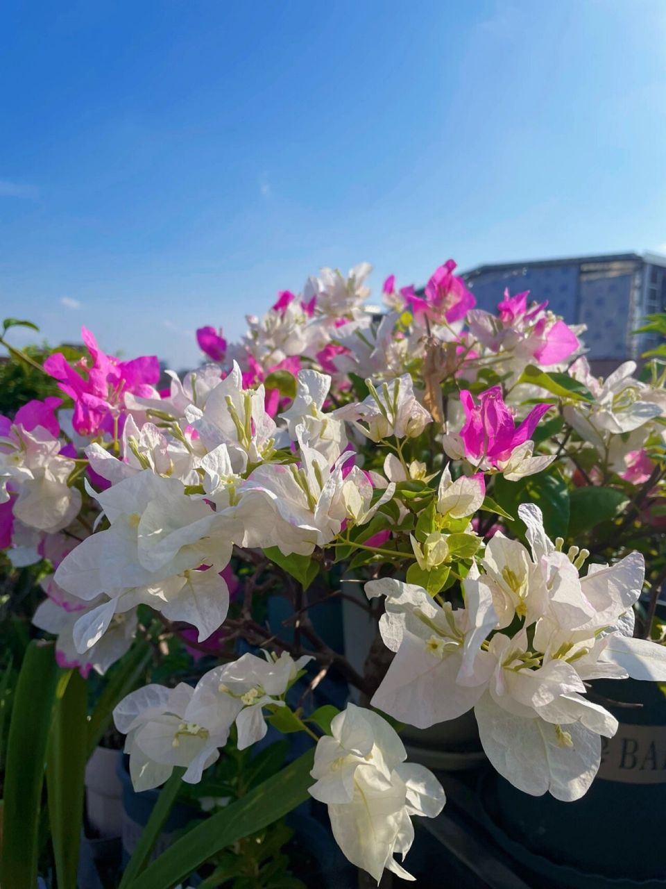 三角梅椰子冰 非常勤花的一款三角梅-椰子冰,花色多变,每次开花都能