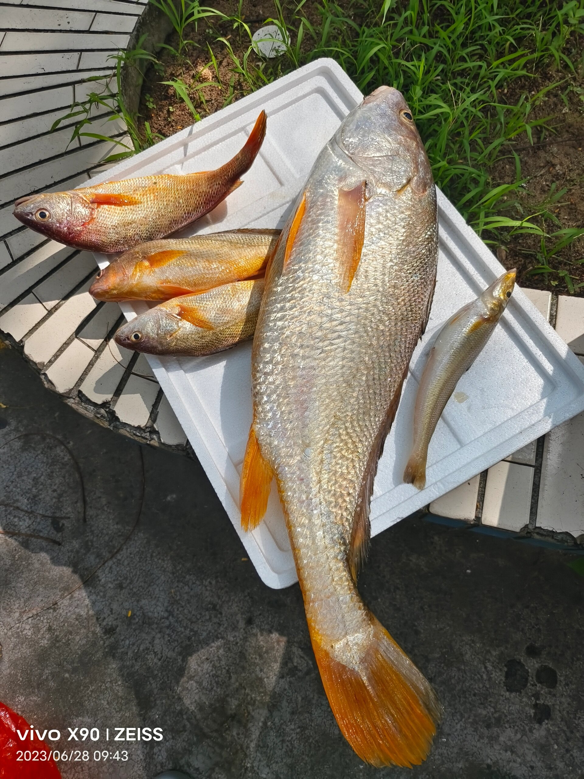 本港野生白花鱼 渔民夜钓渔获,早晨回港