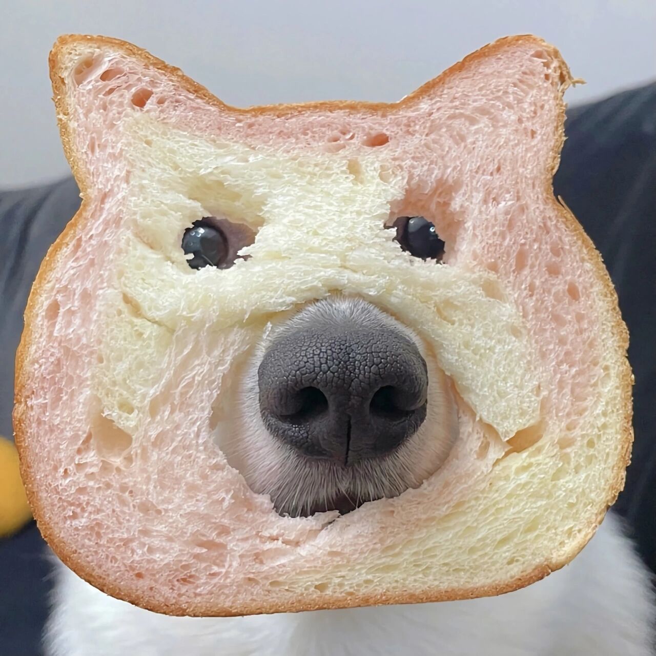面包狗头像情侣图片