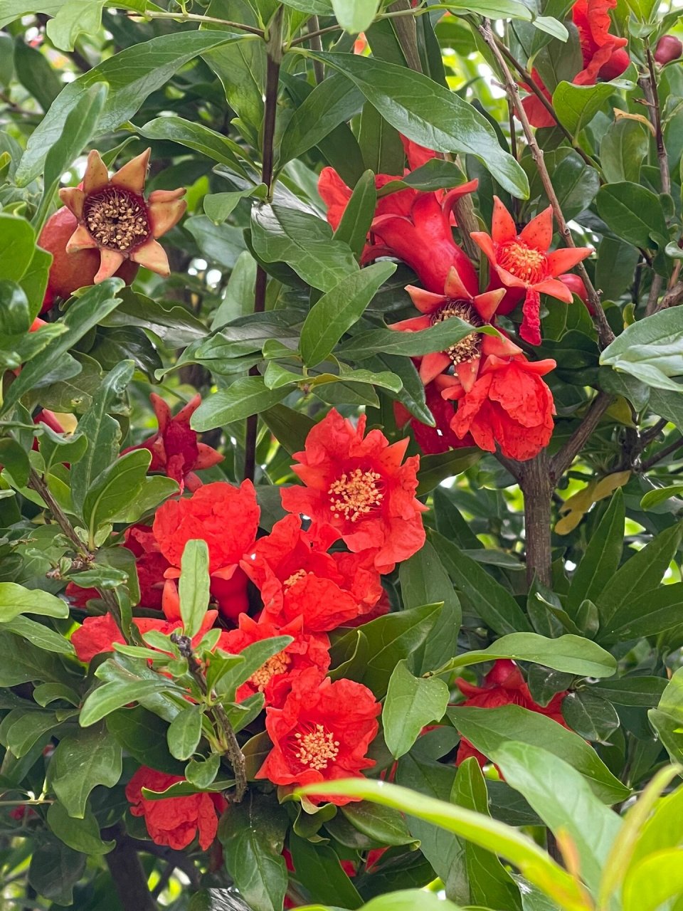 石榴树 春天冒芽,夏天开花,秋天结果,冬天落叶.