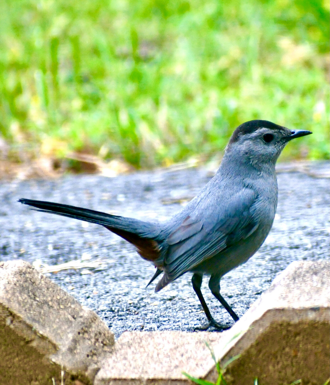 灰猫嘲鸫(学名:dumetella carolinensis)为雀形目嘲鸫科下的一个鸟种