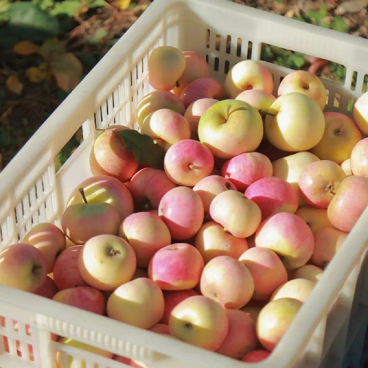 昌平苹果|昌平南口小国光 南口百果园所在地为温榆河冲积扇形平原