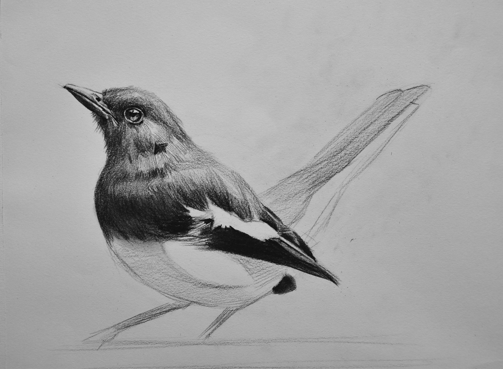 小鸟素描绘画步骤 小鸟非常适合刚开始学素描爱好者学,简单易学,效果