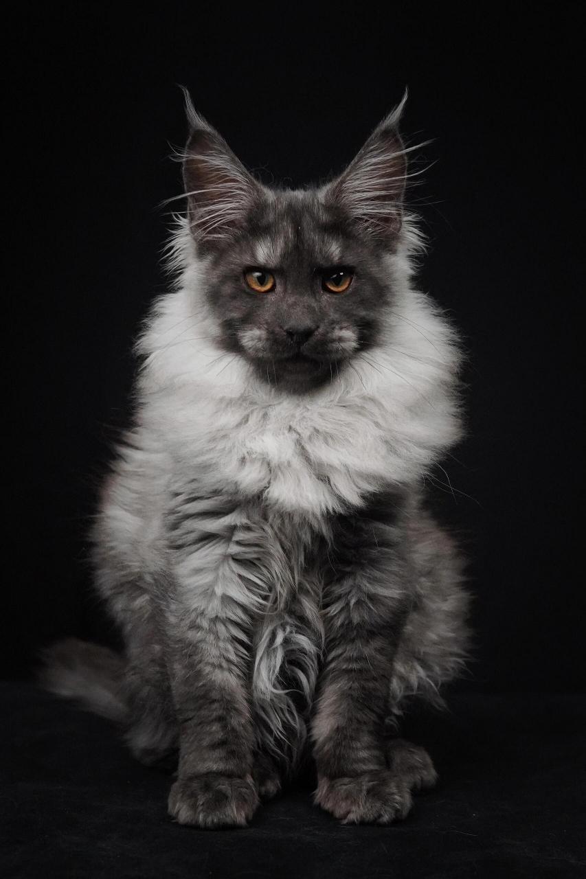 烟黑色缅因猫价格 5800起 烟灰色缅因猫价格 6800起 蓝烟色缅因猫